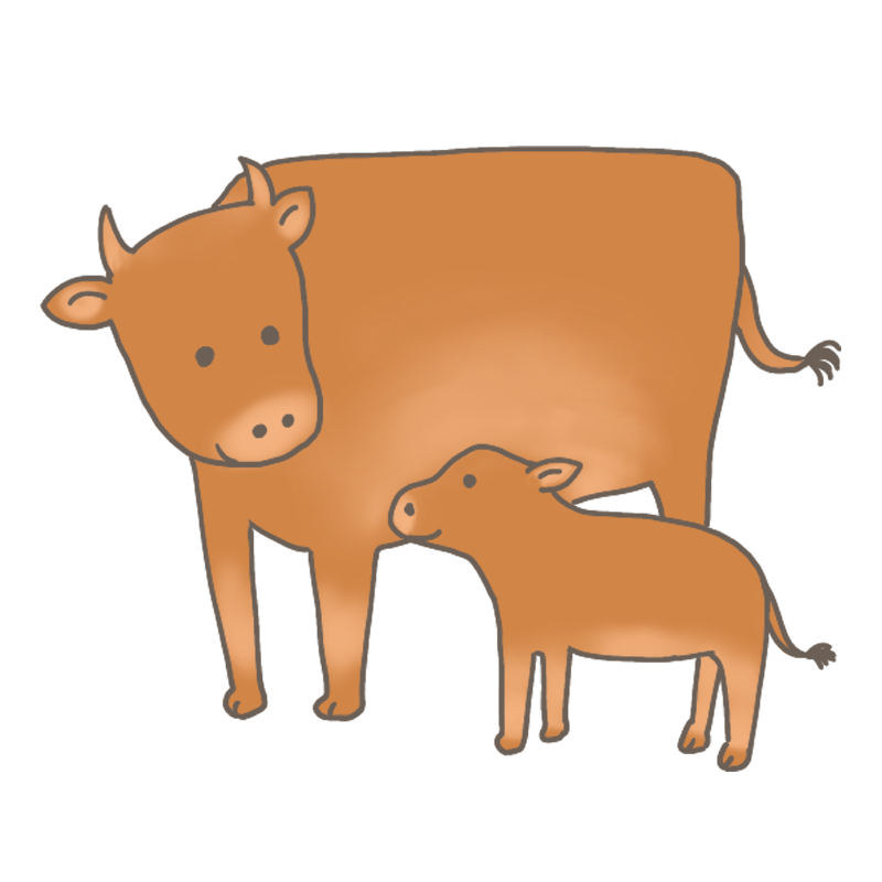 ジャージ牛の親子のイラスト
