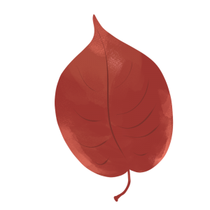 エゾヤマザクラの紅葉のイラスト