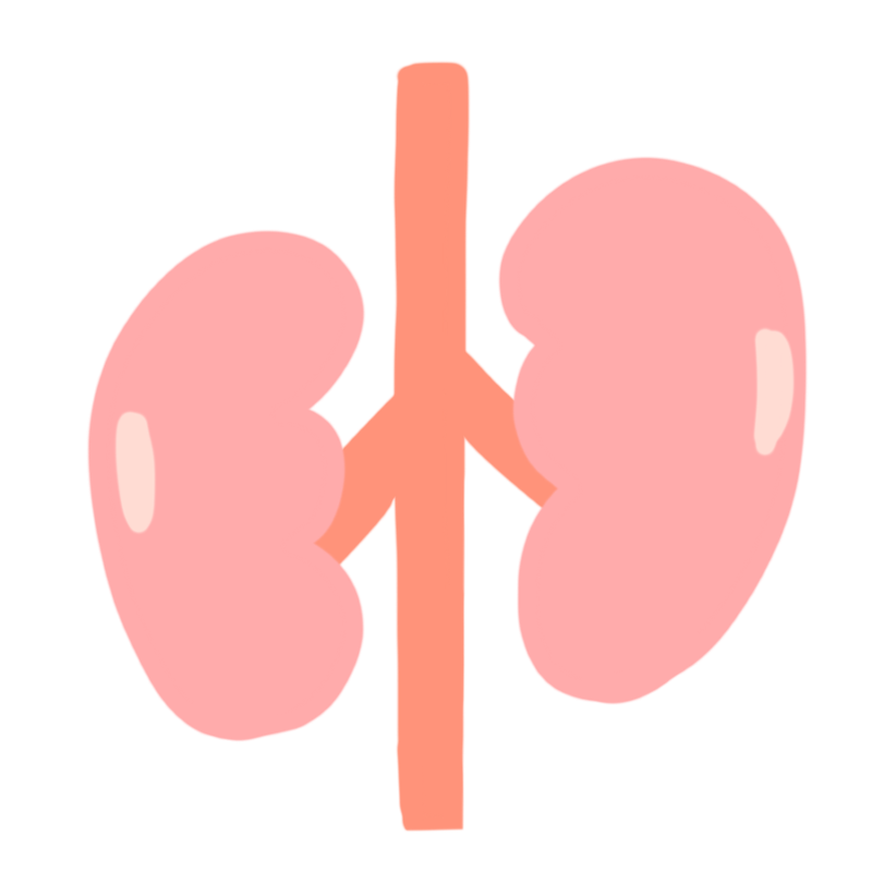 腎臓のイラスト Onwaイラスト 腎臓のイラスト Onwaイラスト