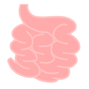 小腸のイラスト