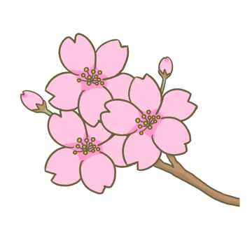満開の桜とつぼみの枝のイラスト