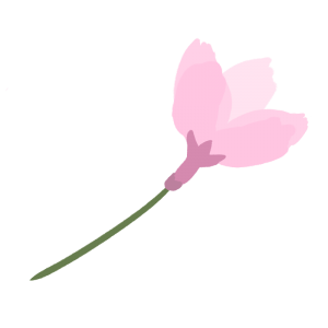 開花した桜のイラスト