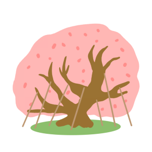 三春滝桜のイラスト