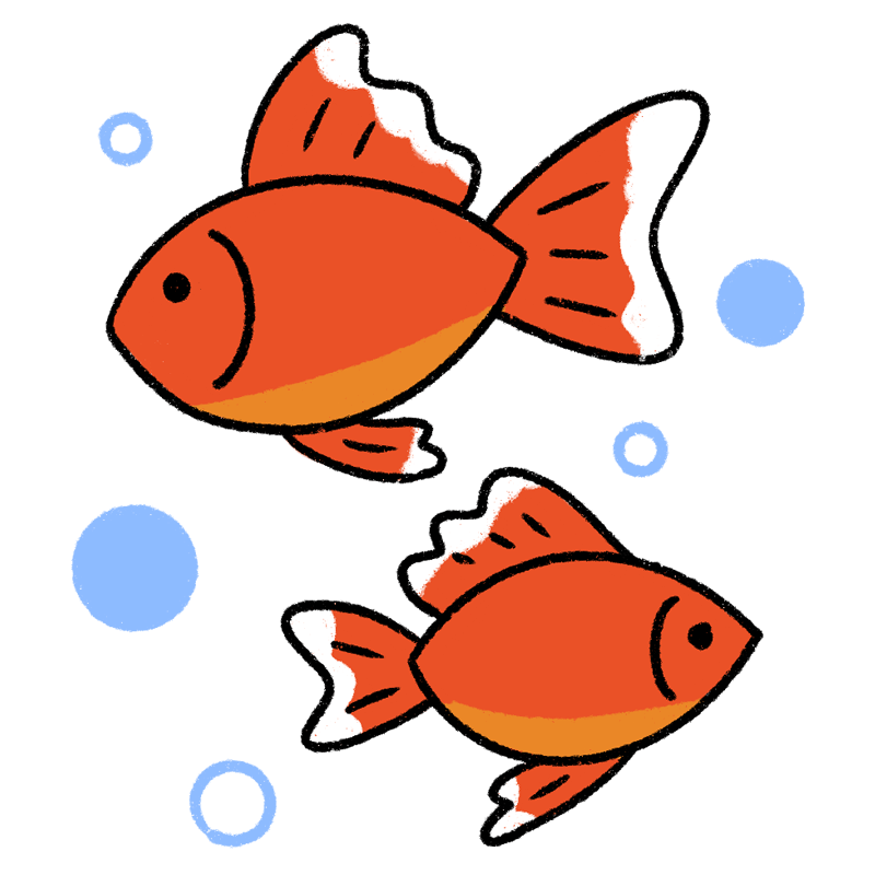 泳ぐ二匹の金魚のイラスト
