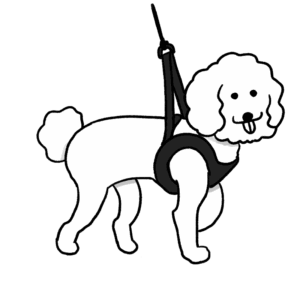 ハーネスを付ける小型犬のイラスト