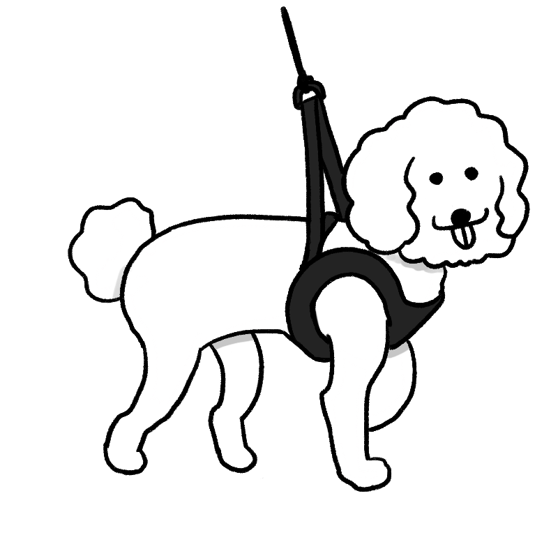 ハーネスを付ける小型犬のイラスト