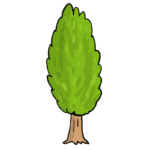 ポプラの木のイラスト
